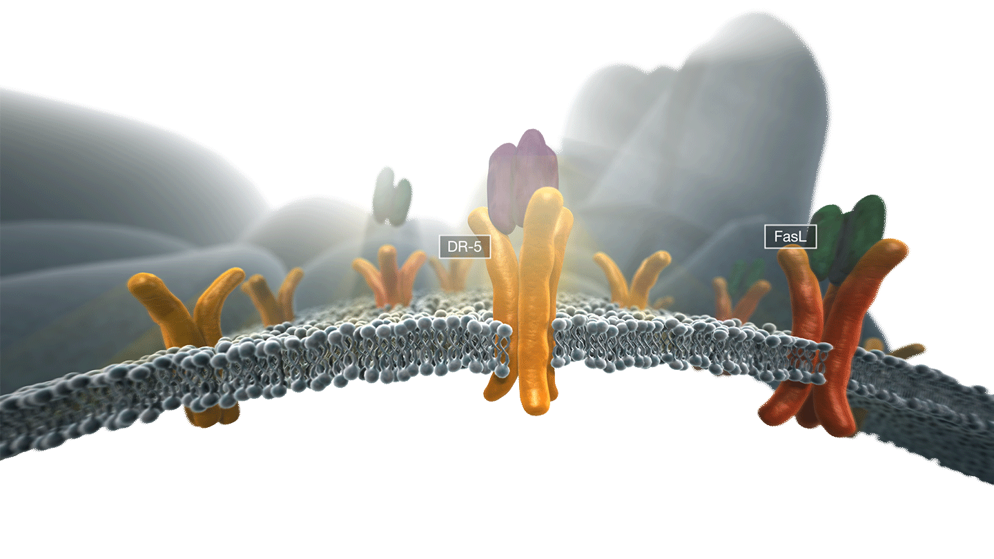 DR-5 Receptors and Cell Wall