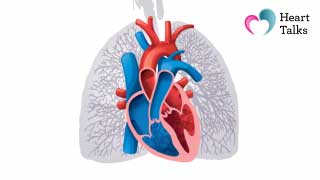 Heart Talks Animation - Healthy Heart